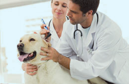 What to Know About Animal Care in Alexandria VA