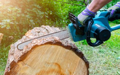 Top Reasons to Choose Tree Removal Near Marietta, GA