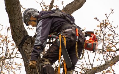 The Value of Local Tree Service in Iowa, IA, for a Healthy Environment: